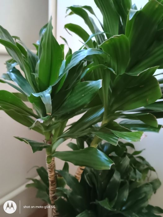 Драцена  и 2 бр.аглаонема, 70см красиви, добре отглеждани стайни цветя