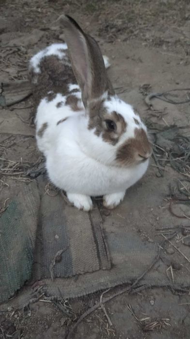 Зайци кръстоска с великан