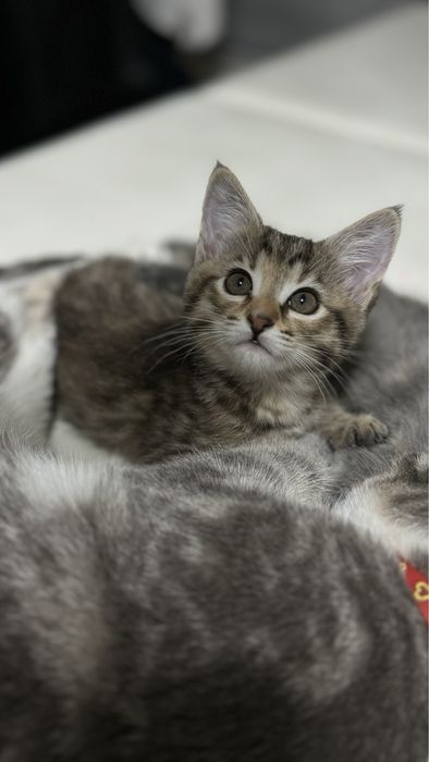 Котята девочки 1,5 месяца