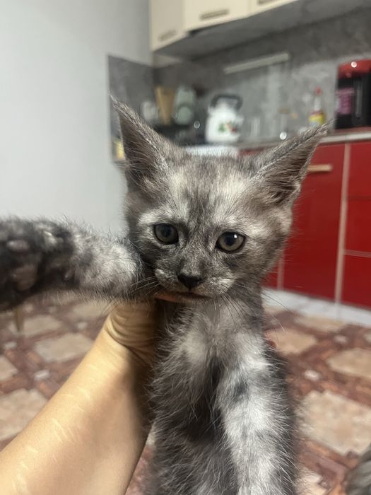 Котята майкун мальчики и девочки
