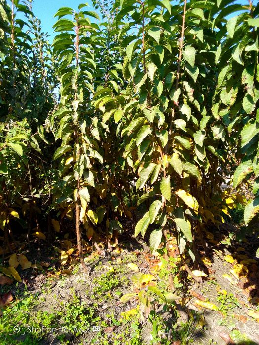 Хамма турдаги сифатли кучатлар