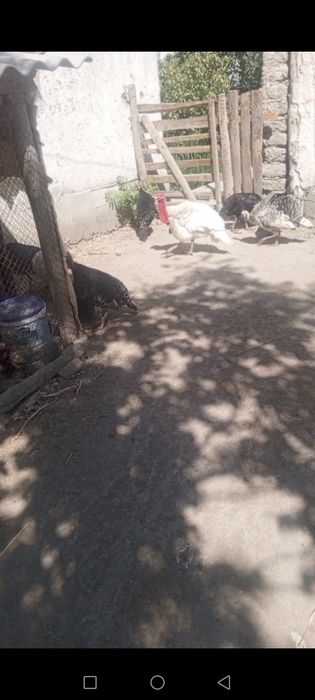 Kurka tovuqlari sotiladi