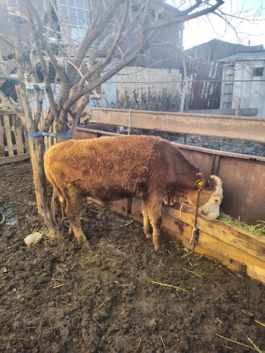 Мал сатылады