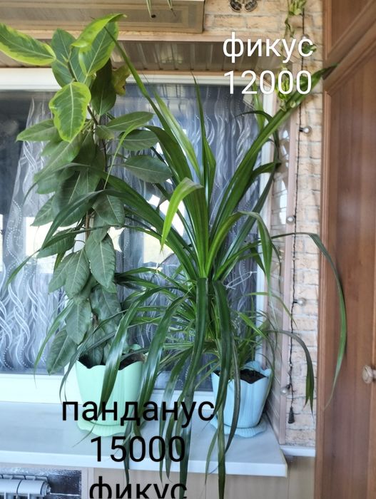Цветы домашние разные