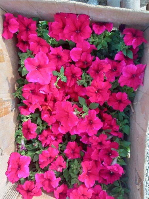 Gul optom ekip ham beramiz