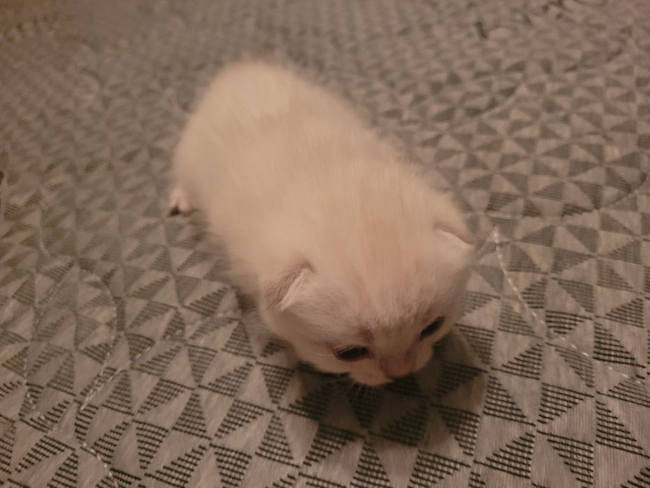 Продаются милые британские котята