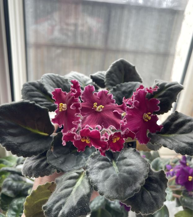 Продам цветущие сортовые фиалки