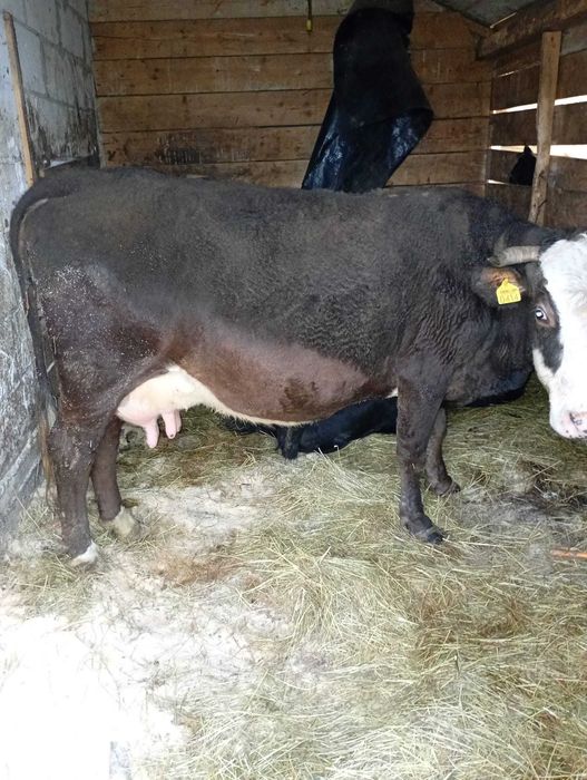 Vand vacă cu vițică