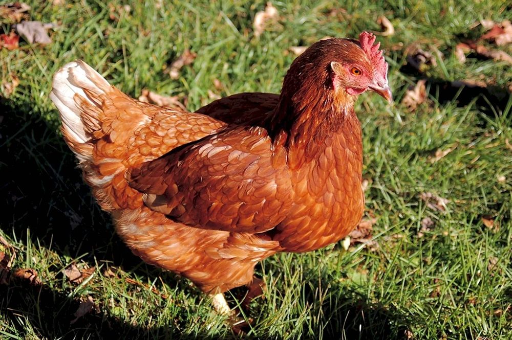 Цыплята суточные, ломан браун