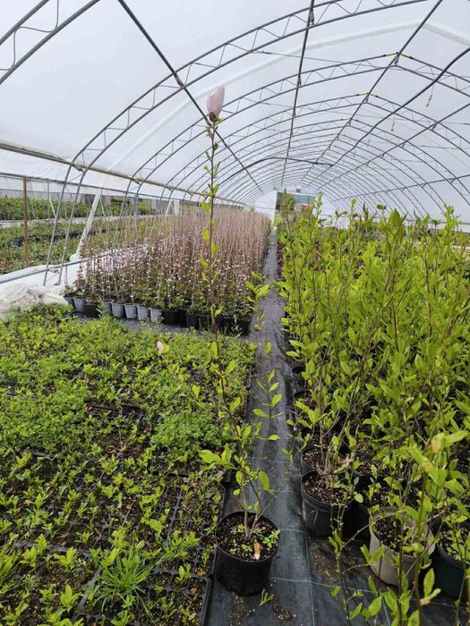 Магнолия различни видове