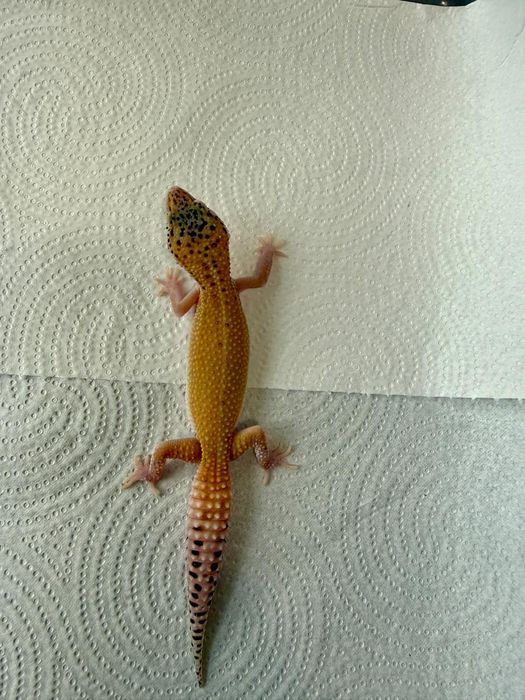 Șopârlă Gecko Leopard