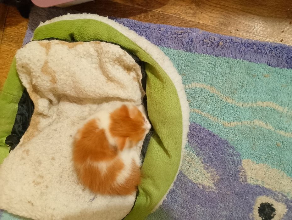 Отдам котят бесплатно