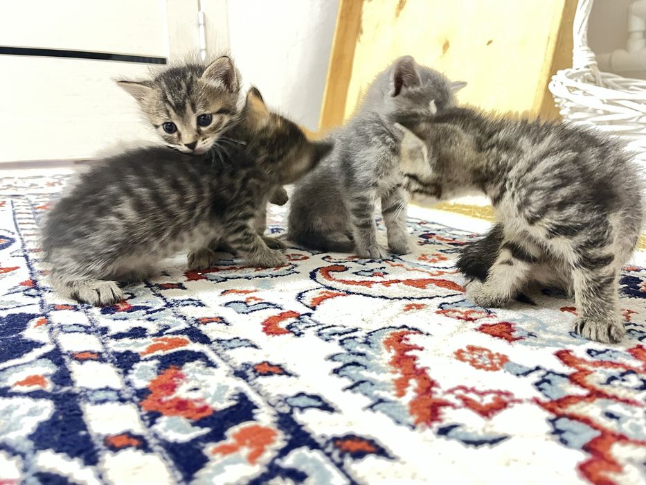 Котенки из 4 за 5000тг продам