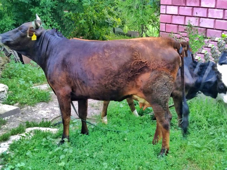 Продается первотёлка с телёнком