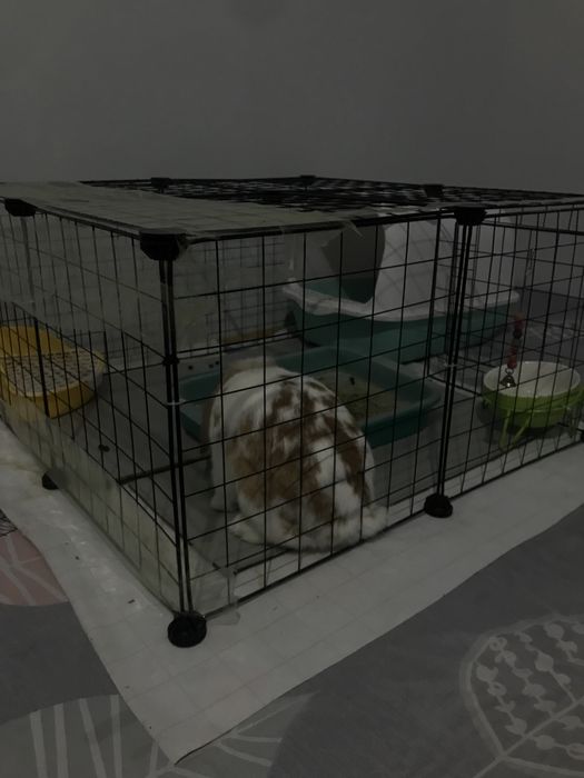 Quyon sotiladi qarshi shahar