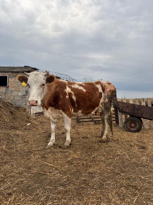 Корова.            .