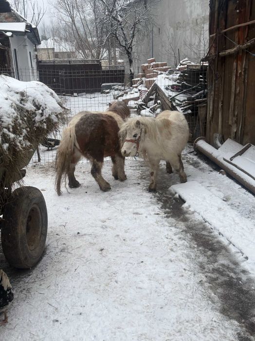 Vând două poneițe originale