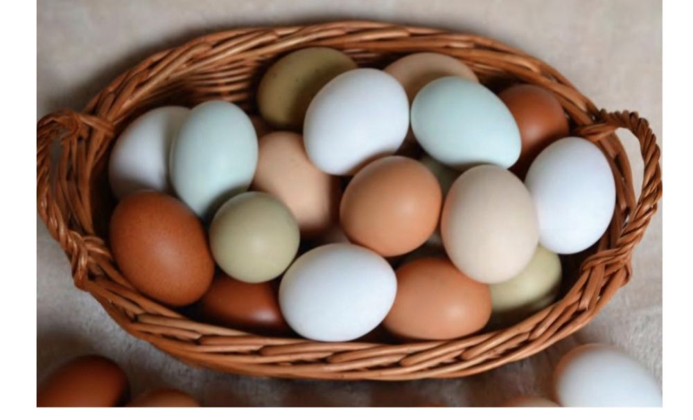 Oua de gaina proaspete