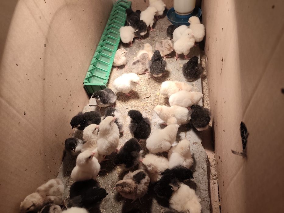 Оплодени яйца от бял легхорн,черен австролорп и пекински патици!