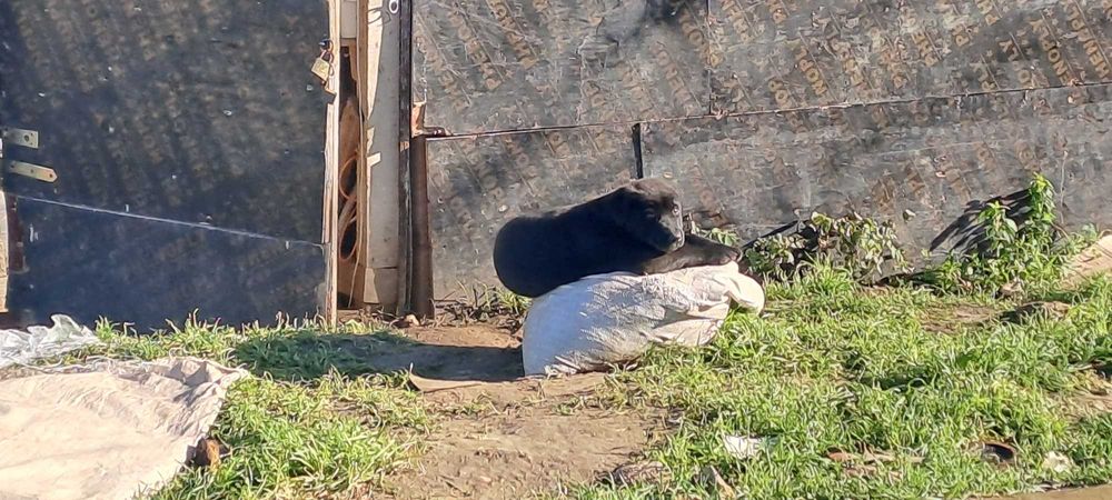 Каракачанка/ лабрадор