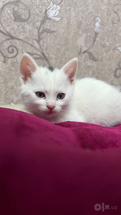 Продаются котята скоттиш страйт