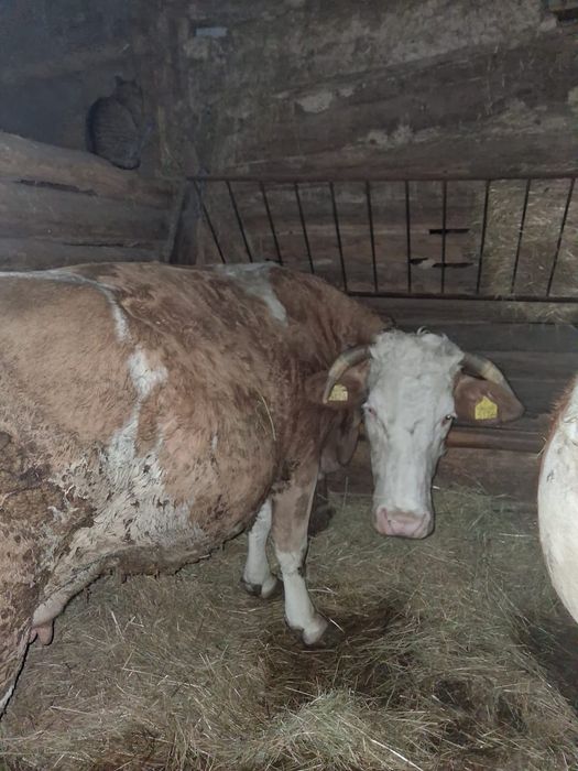 Vând vacă  gestantă