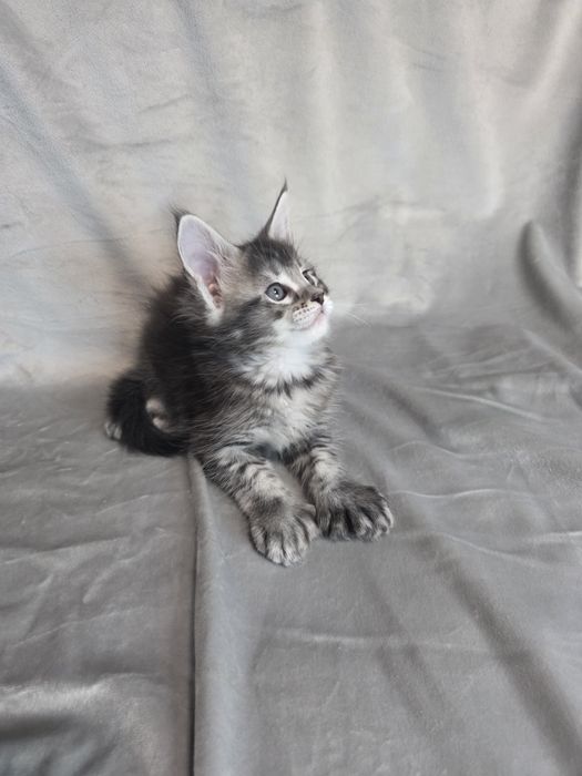 Мейн кун | Мальчик| Полидакт