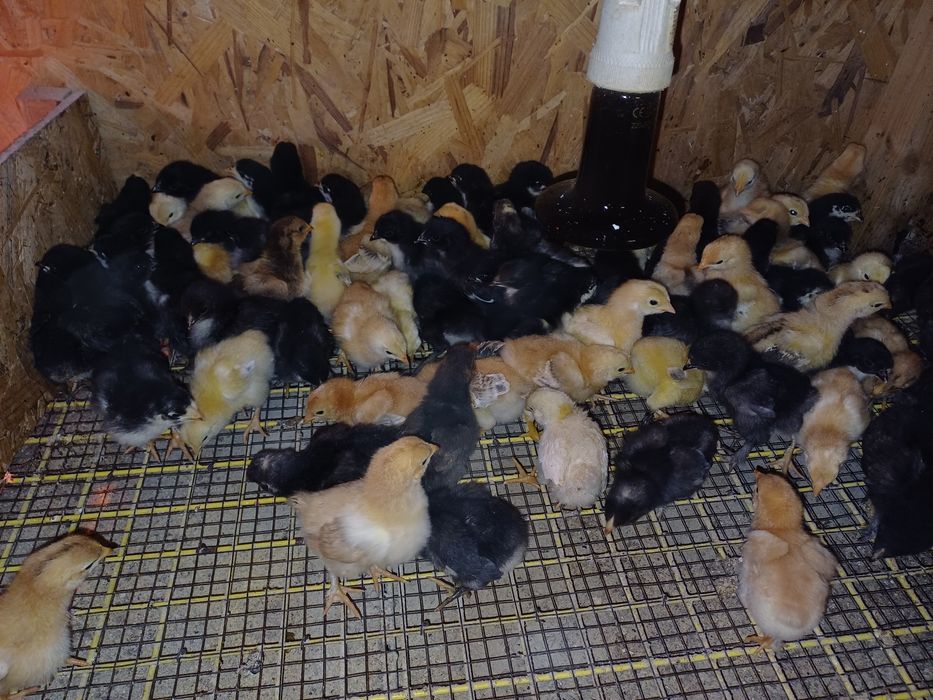 Pui de casă de o săptămână