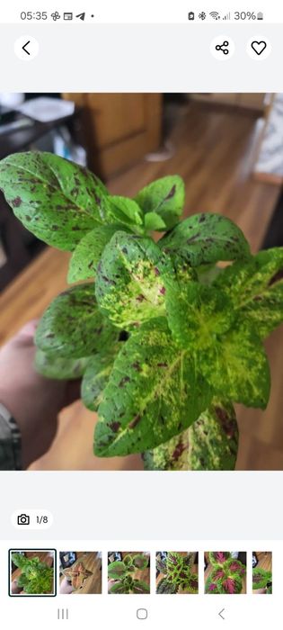 Комнатные цветы ,растения