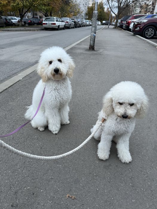 Разходка на куче, грижа за кучета,разходки