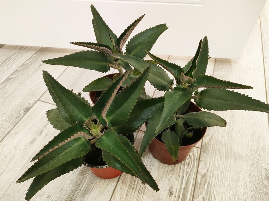 Лечебное каланхоэ. Доставка