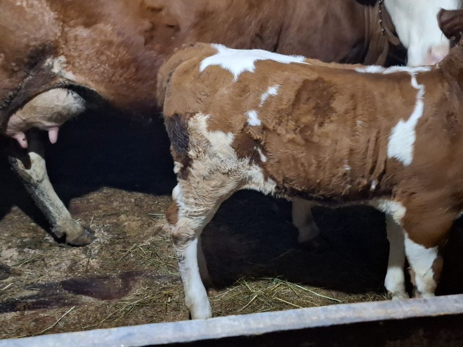 De vânzare vacă bălțată