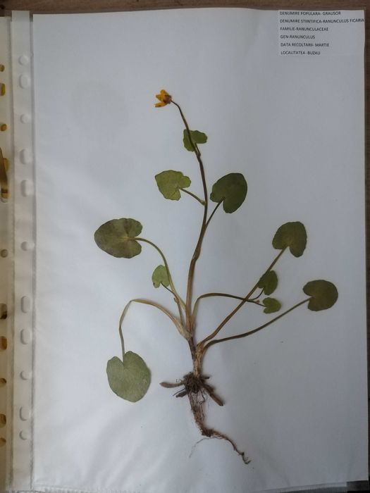 Plante pentru ierbar