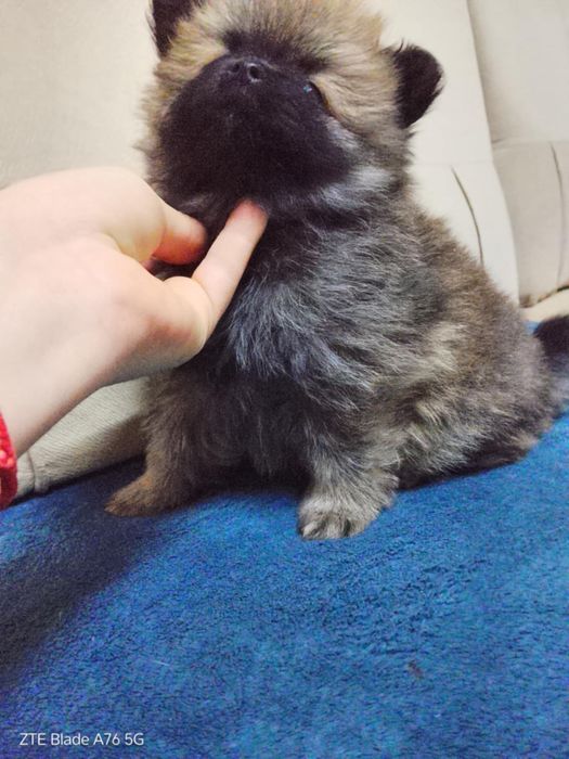 Померан продавам 4 бр 2 мъжки и 2 женски