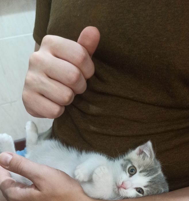 Котёнок вислоухий девочка