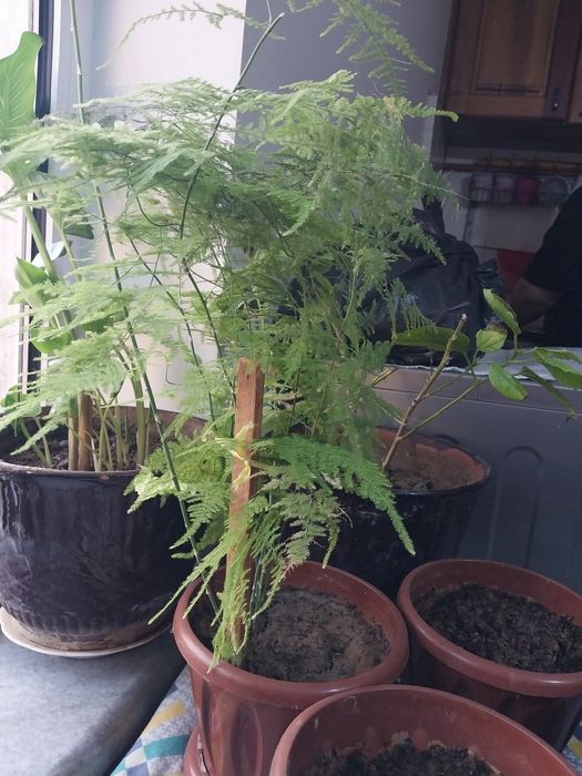 Цветы в дом. выращивании