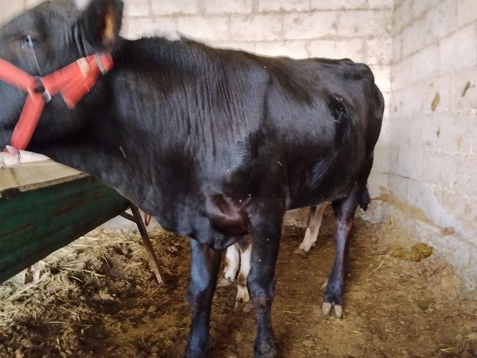 Buqacha sotiladi. Narxini kelishamiz