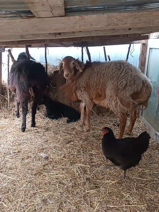 Гисар и обычный баран с ягненком