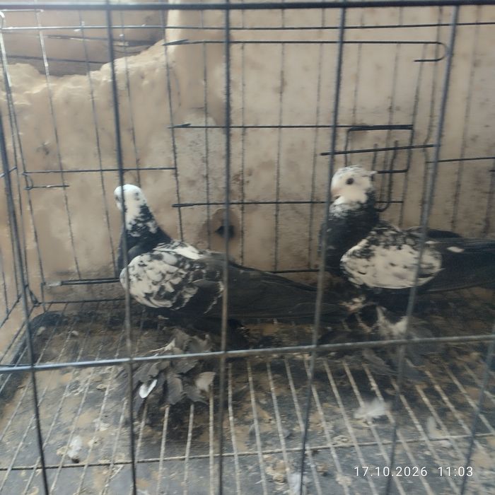 Голуби Сочи две пары