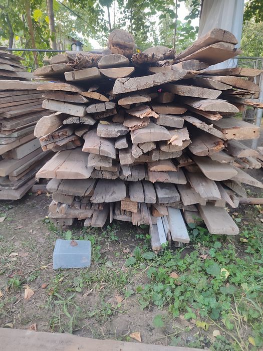 Гарбил,чорний паталог