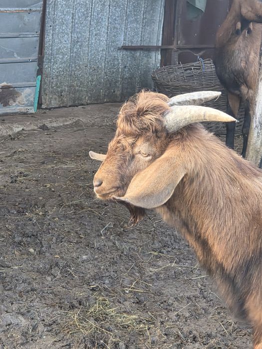 Vand tapi anglonubieni sau schimb cu..