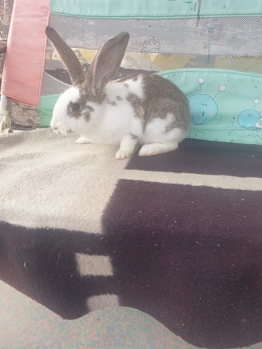 Vand iepuri femela si mascul