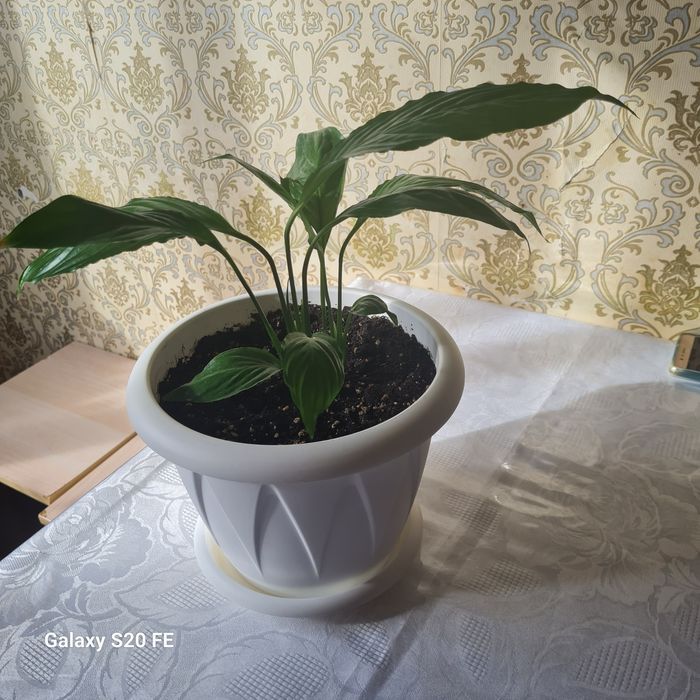 Декоративные комнатные цветы