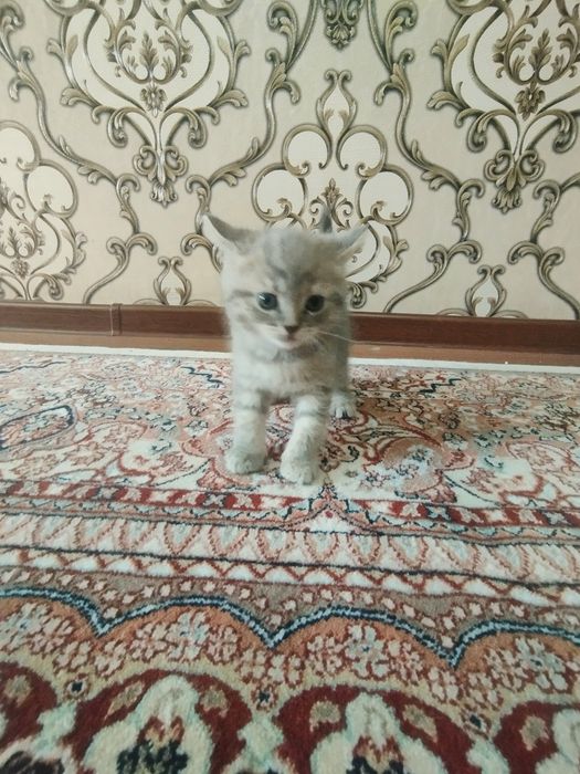 Mushuk bolachalari sotiladi