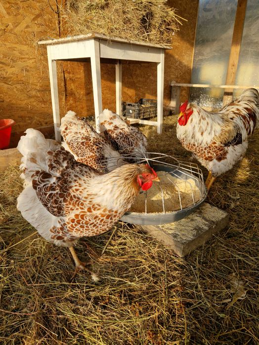 Oua de incubat găina