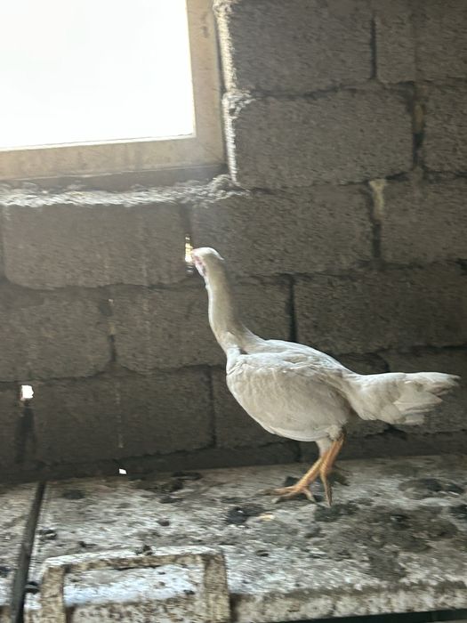 дакан курочка продам