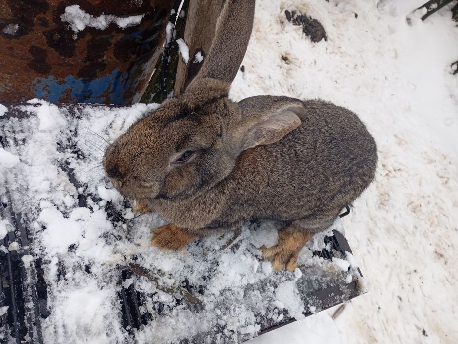 Iepuroi Urias German Gri  (tânăr)