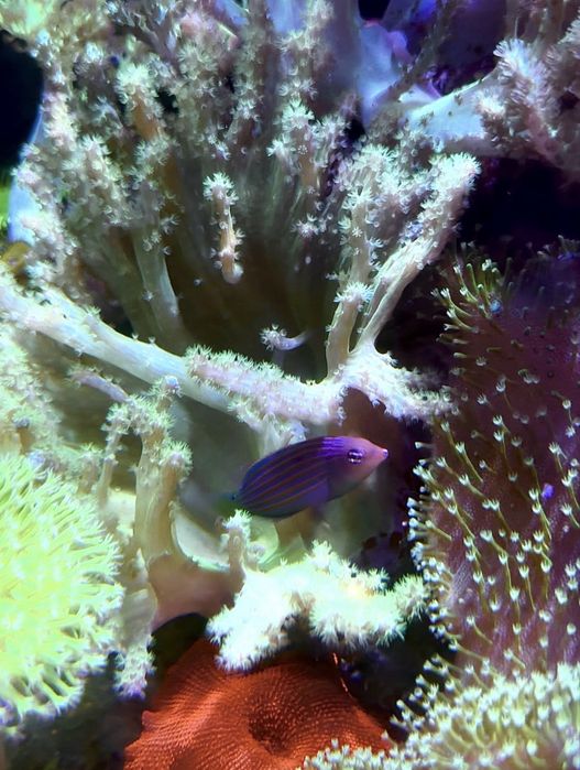 Морские рыбки и кораллы