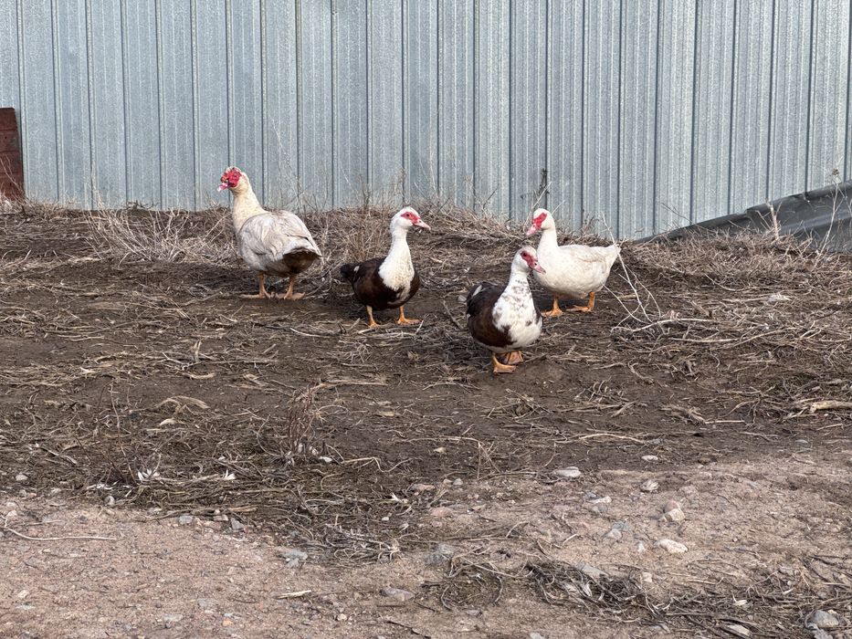 Индоутки семья 3 самки 1 самец