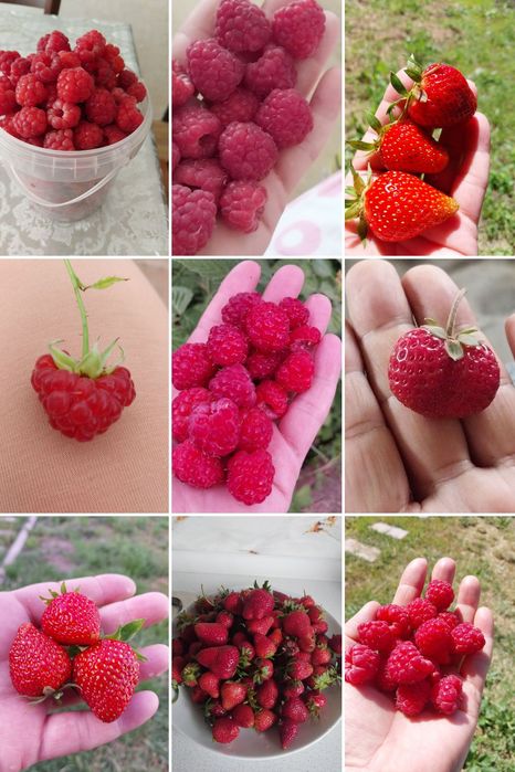 Продам саженцы малины, клубники